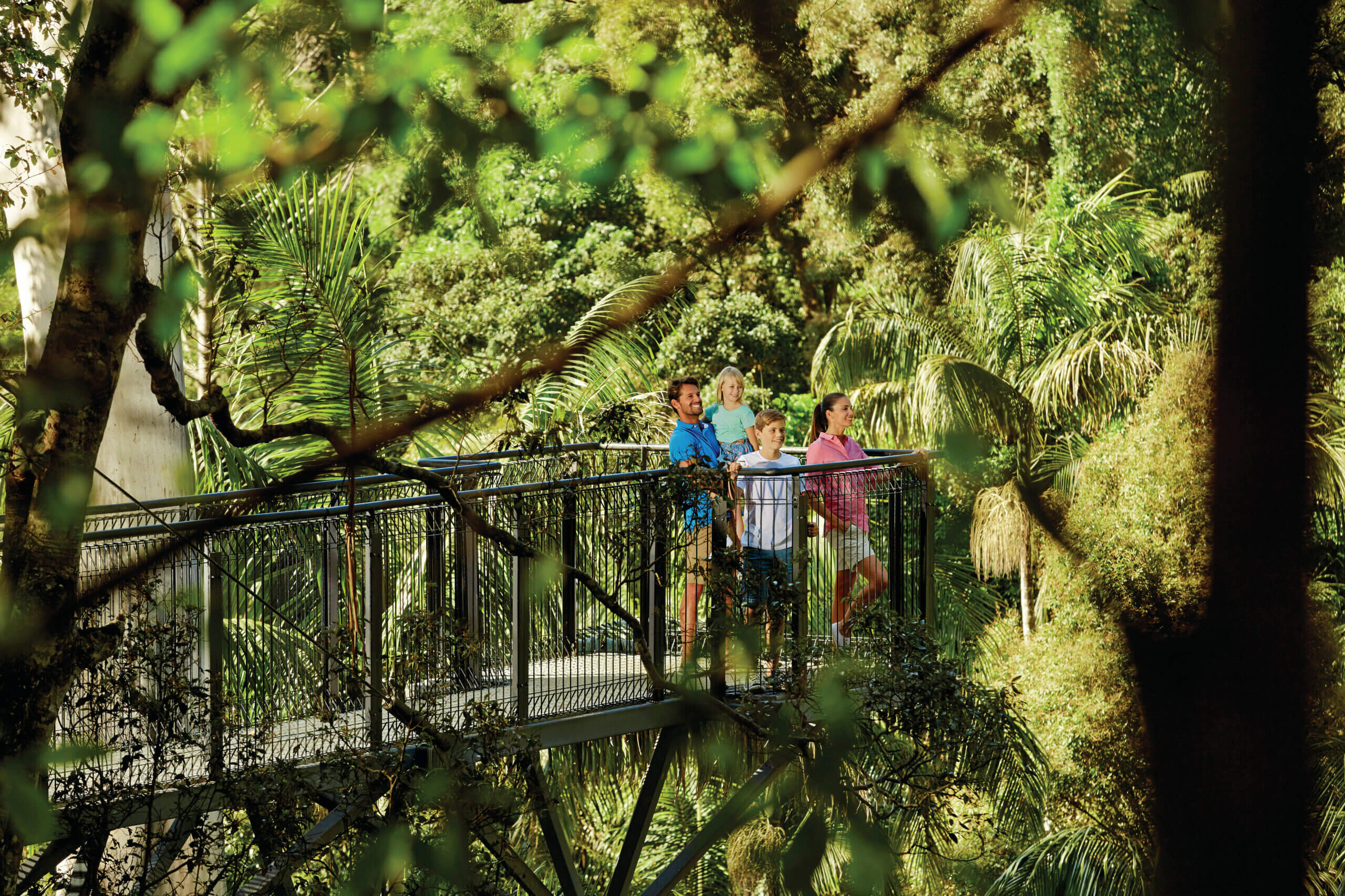 A family enjoy the view from the end of a walkway in the rainforest treetops at Tamborine Mountain