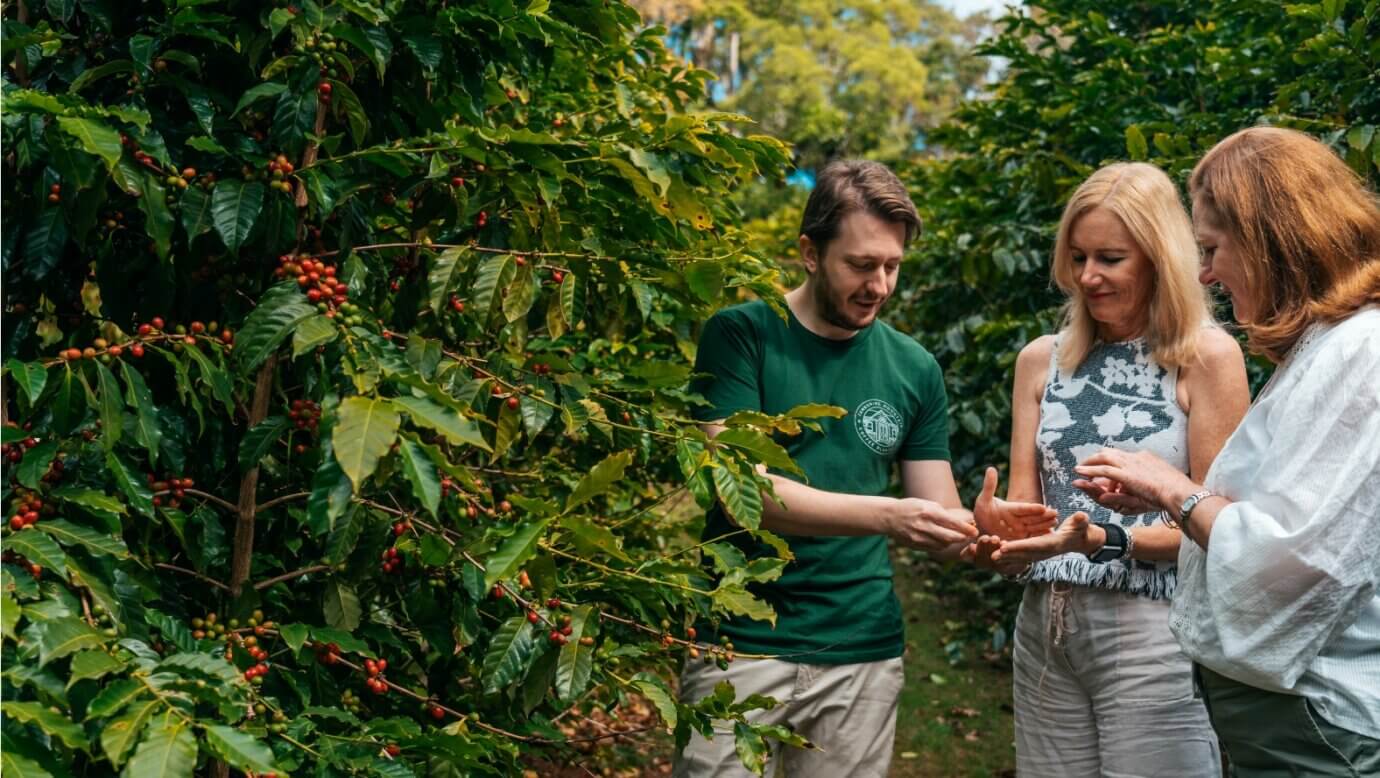 A man and two women look at red coffee beans growing at a the Tamborine Mountain Coffee Plantation