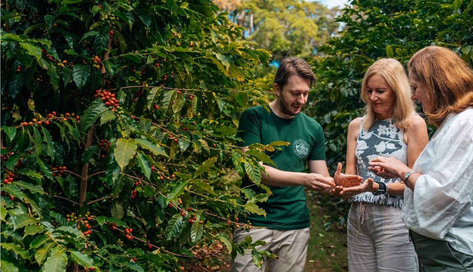 A man and two women look at red coffee beans growing at a the Tamborine Mountain Coffee Plantation