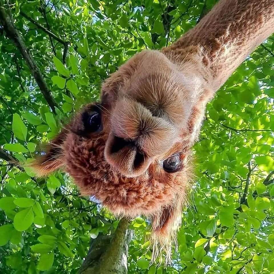 Mountainview Alpaca