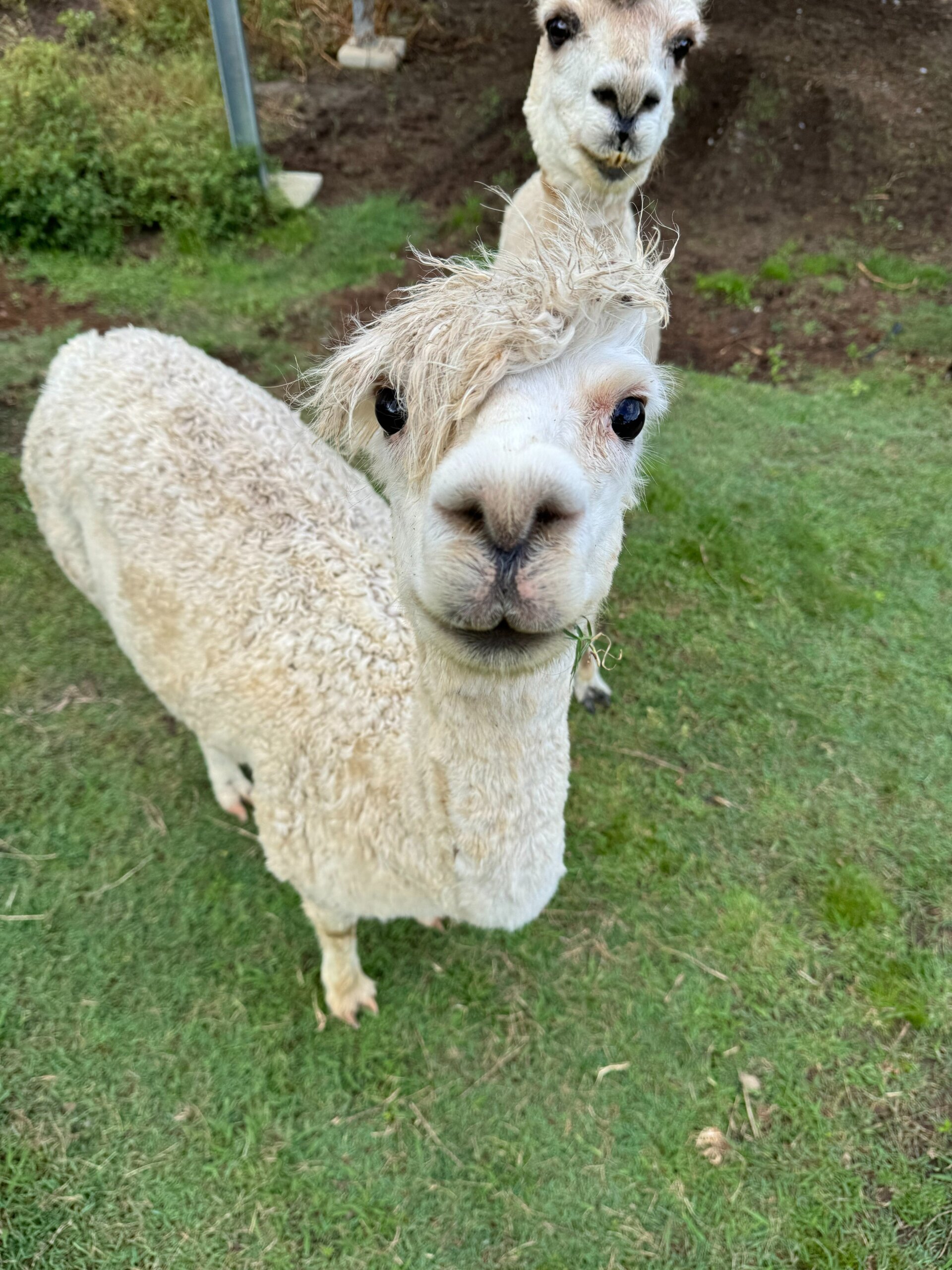 Alpaca