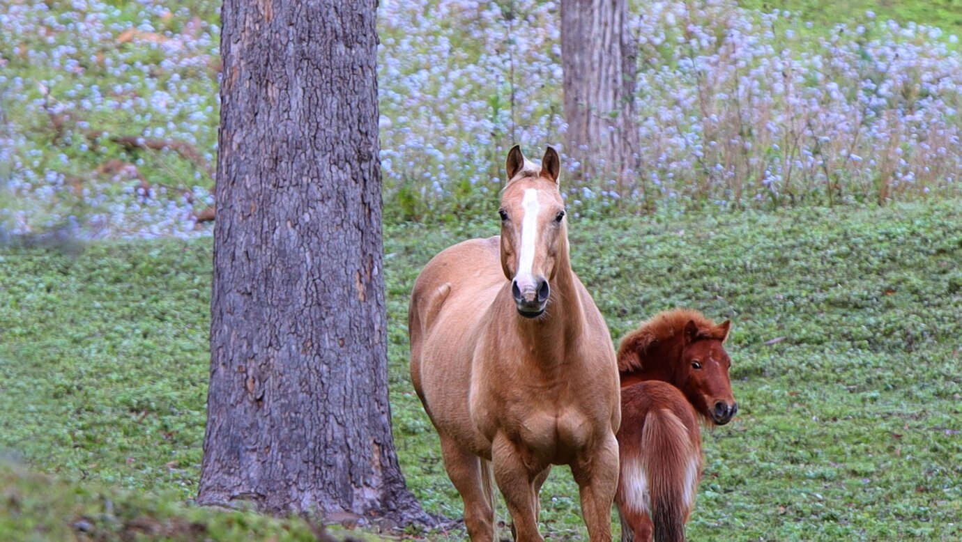 Horses greet you try not to freak them out on the bike 