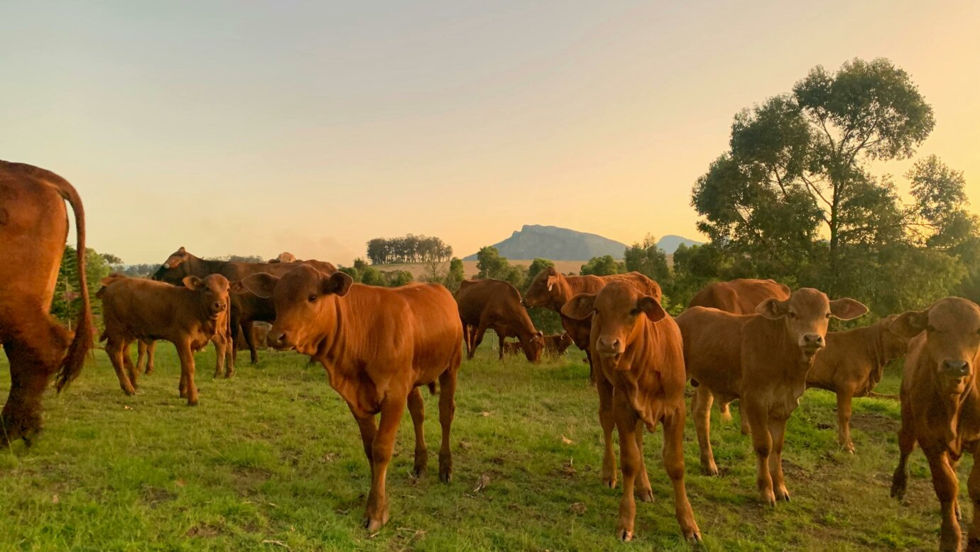 Meet the cows & calves
