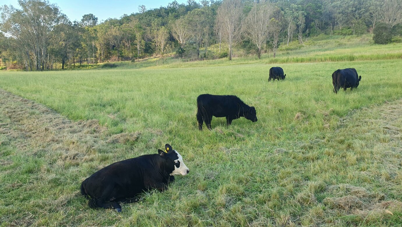 Our Cows