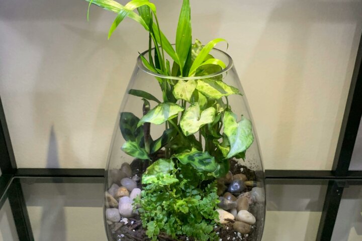 Terrarium