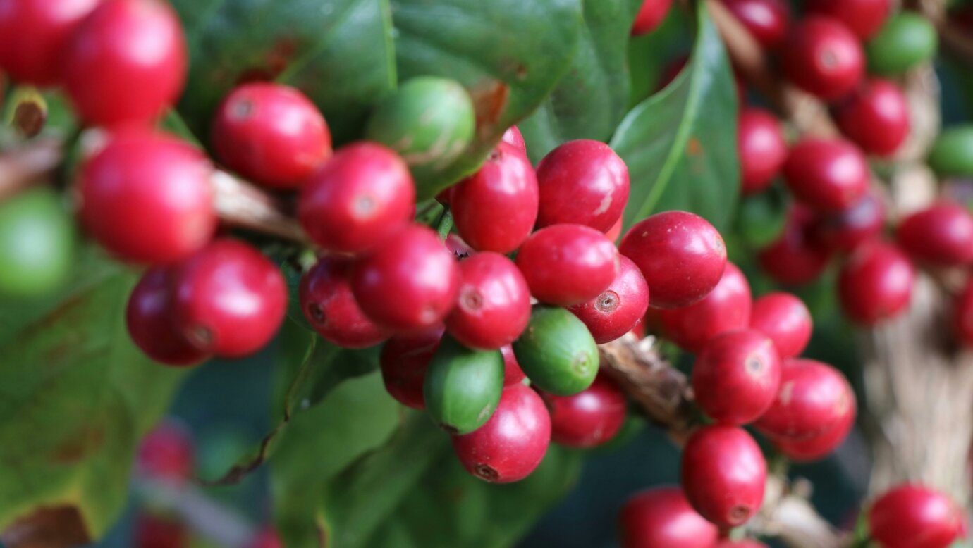 Coffee Cherries