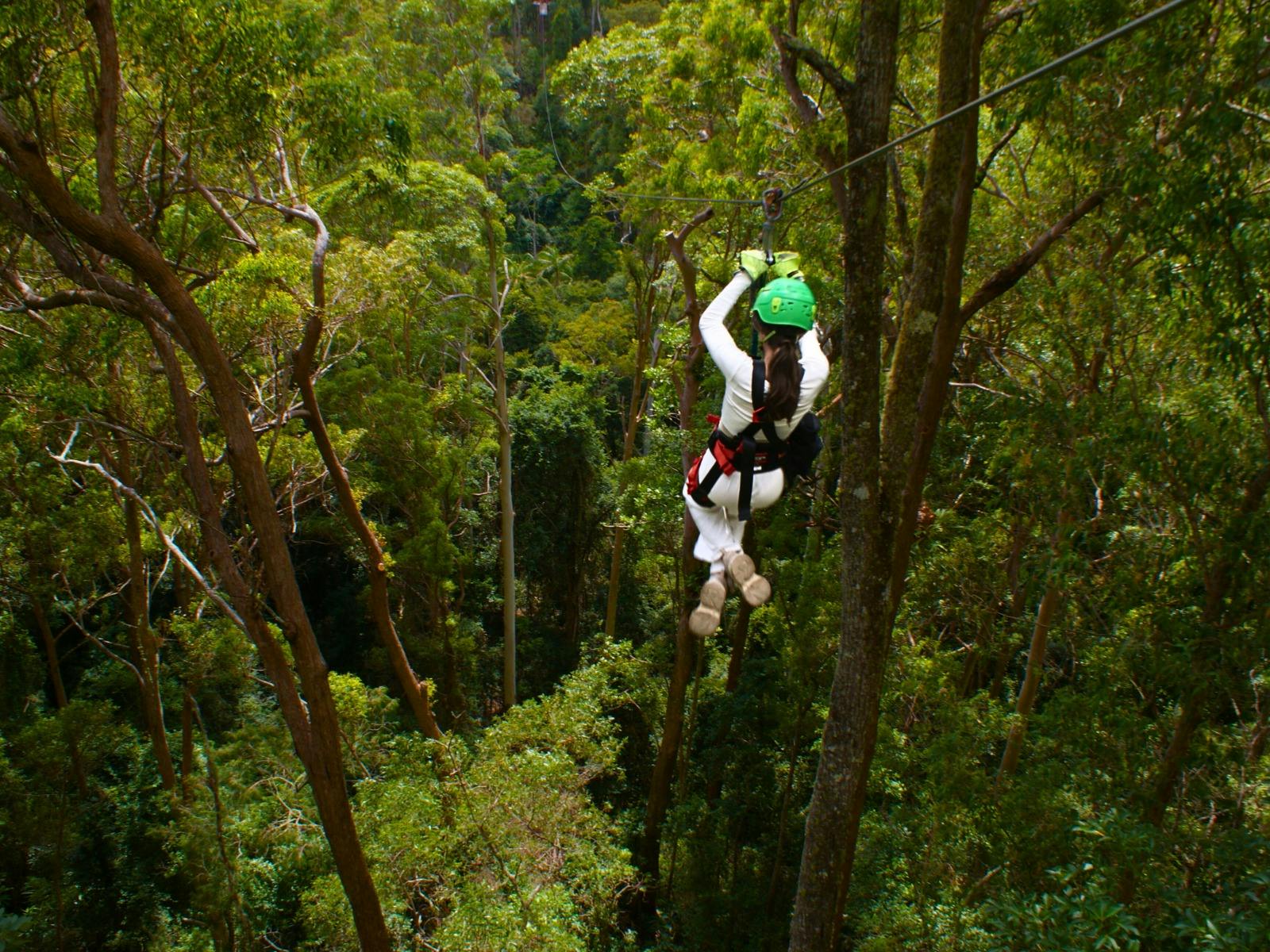 Woman ziplining through the TreeTop Canopy at 70m above ground level!