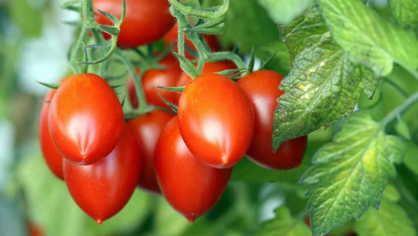 Roma Tomatoes