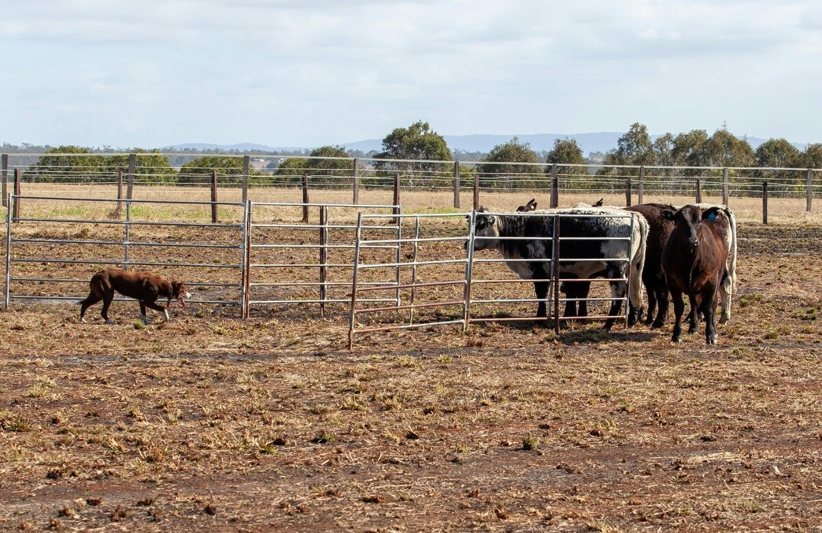 Scenic Rim Farming Expo