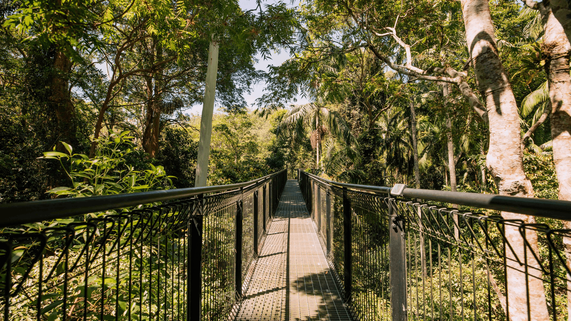 Point of view walking onto Tamborine Rainforest Skywalk