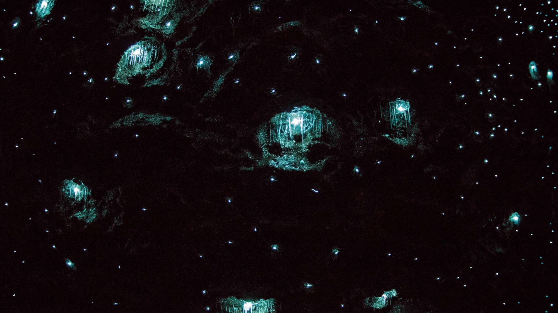Up close imagery of glow worms