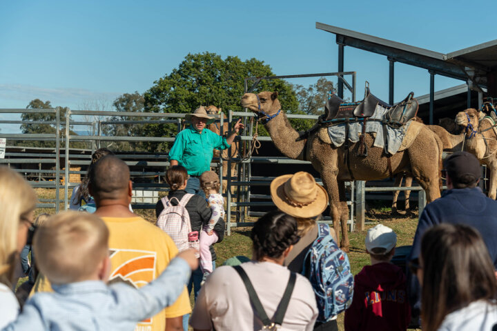 Tour, Taste and Camel Encounter