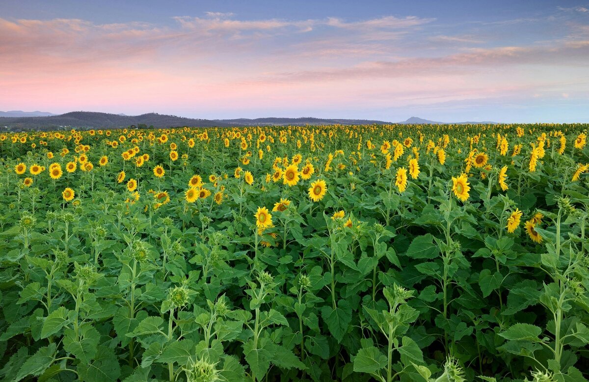 Kalbar Sunflower Festival
