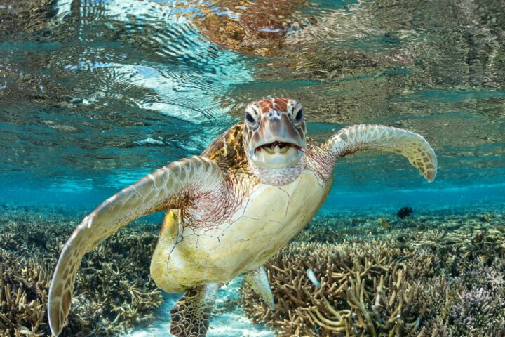 Turtle swimming underwater over coral reef