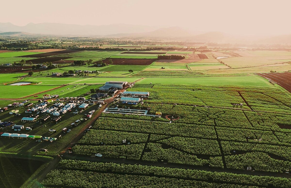 Kalbar Sunflower Festival