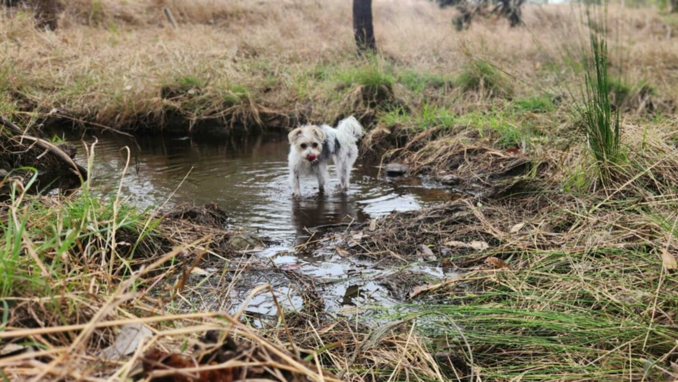 Dogs love getting muddy 