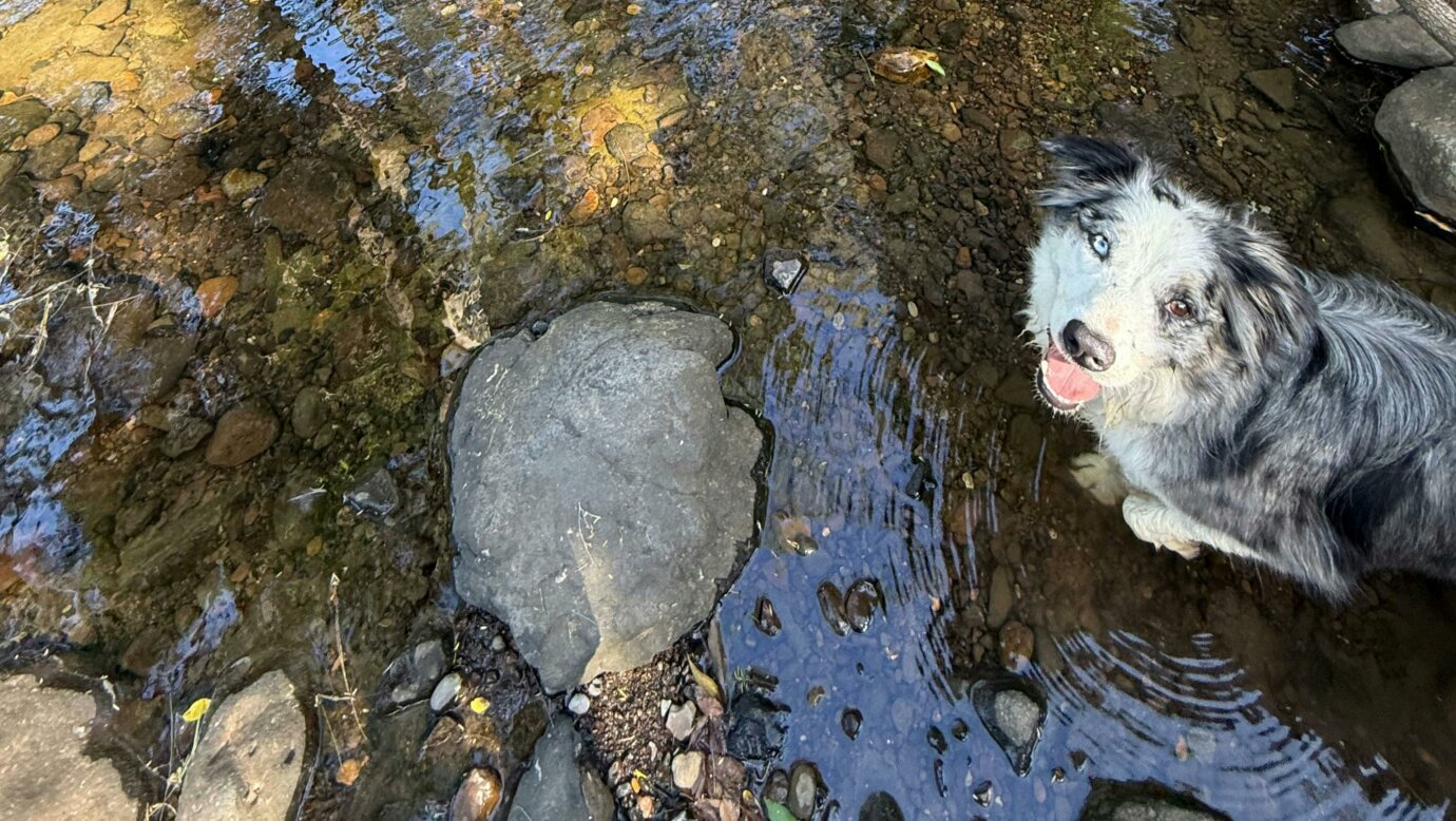 Tyungun At Ferny Glen