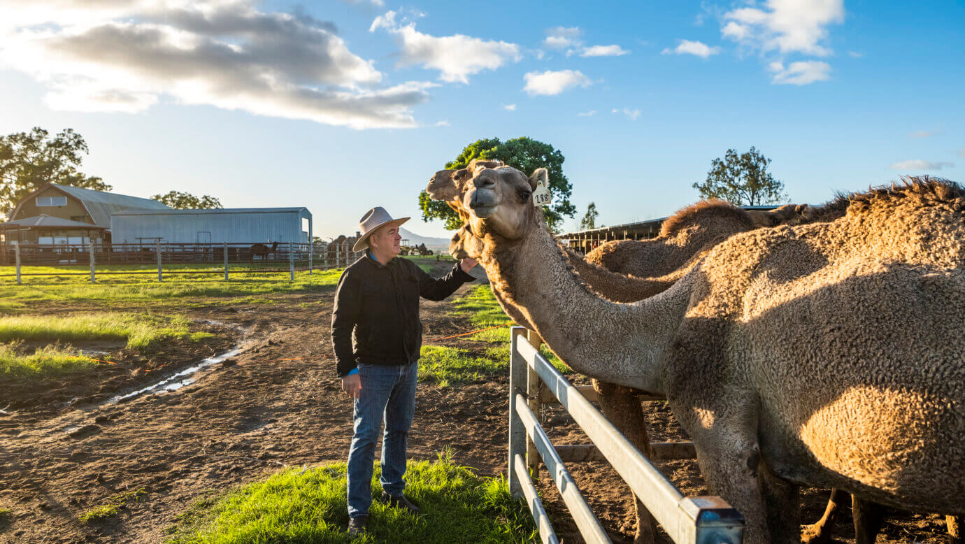 Person patting camel at Summer Land Camels