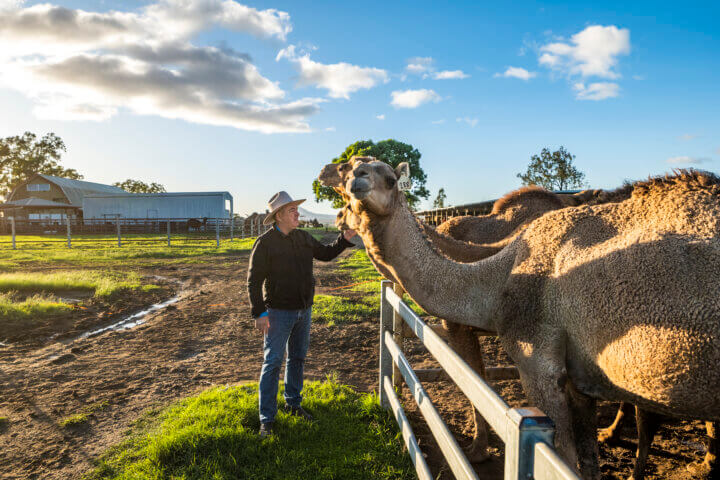 Person patting camel at Summer Land Camels