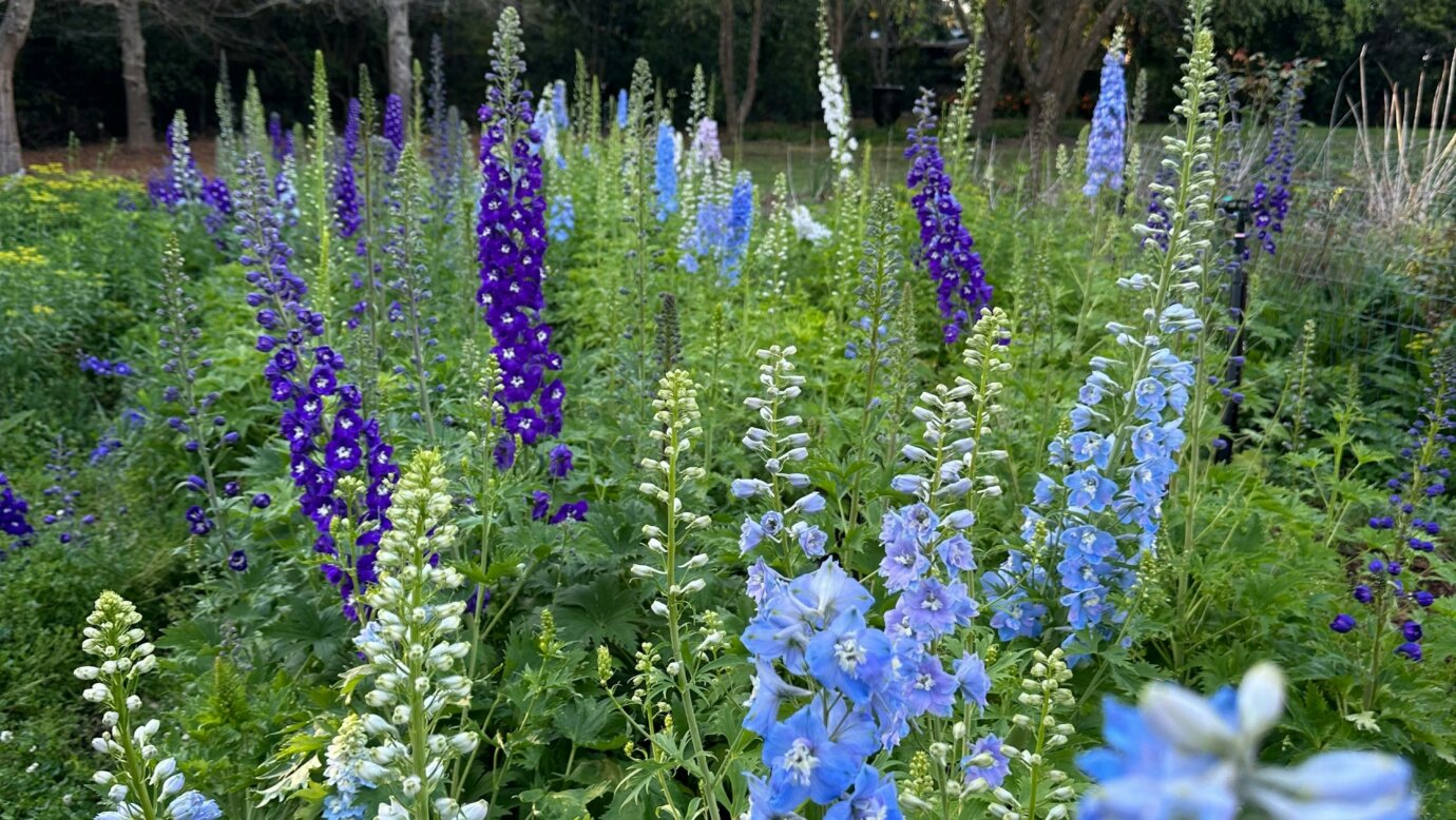 Foxglove flowers