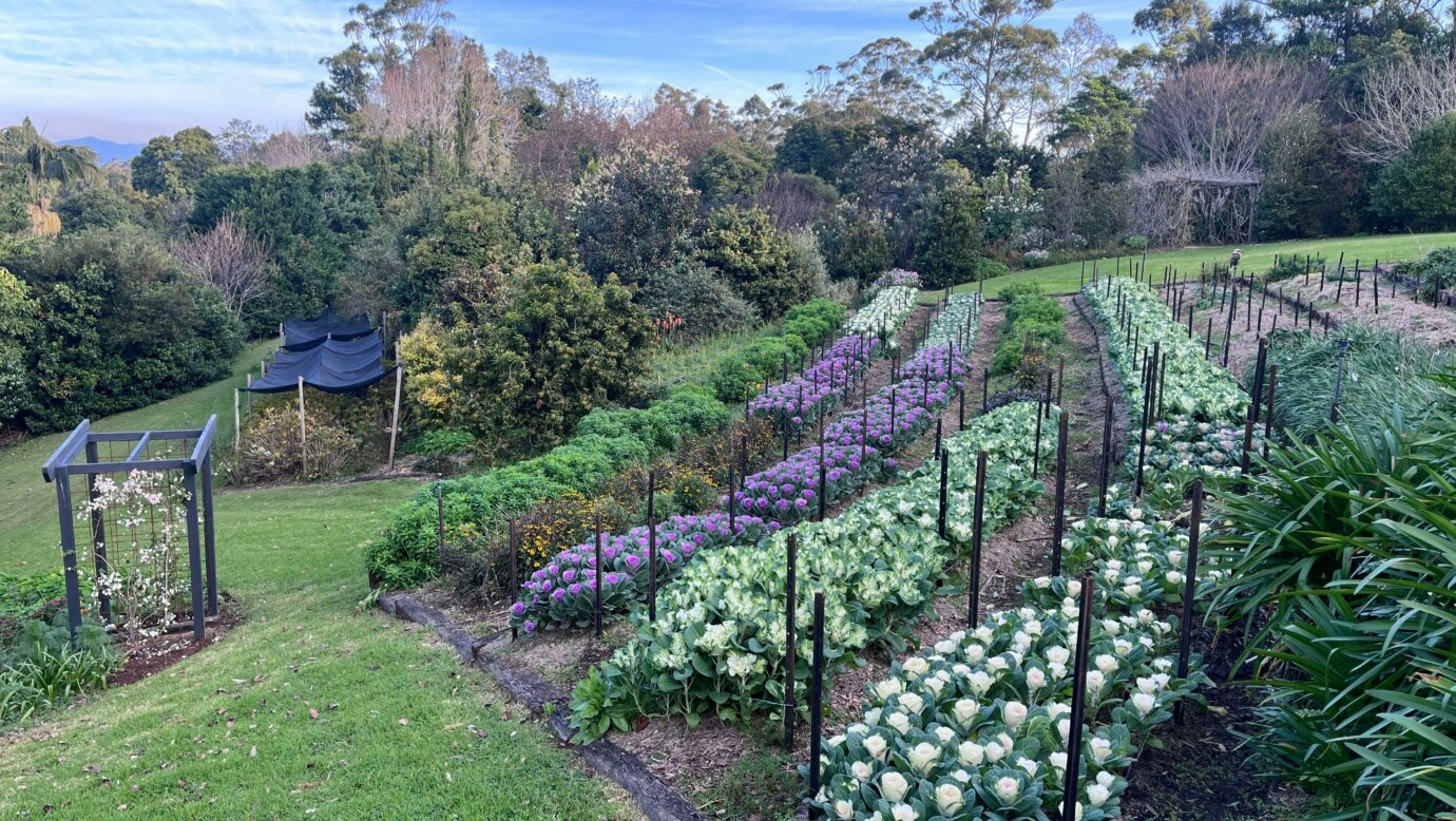Field of flowers in winter