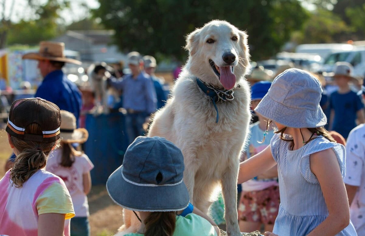 Tom Curtain's Here's to You Tour - Boonah