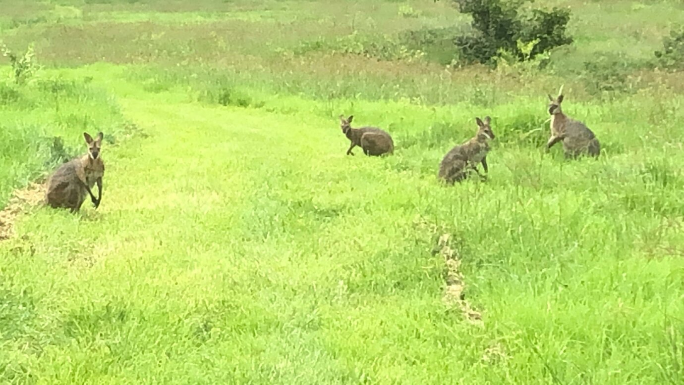 always a wallaby or two to see