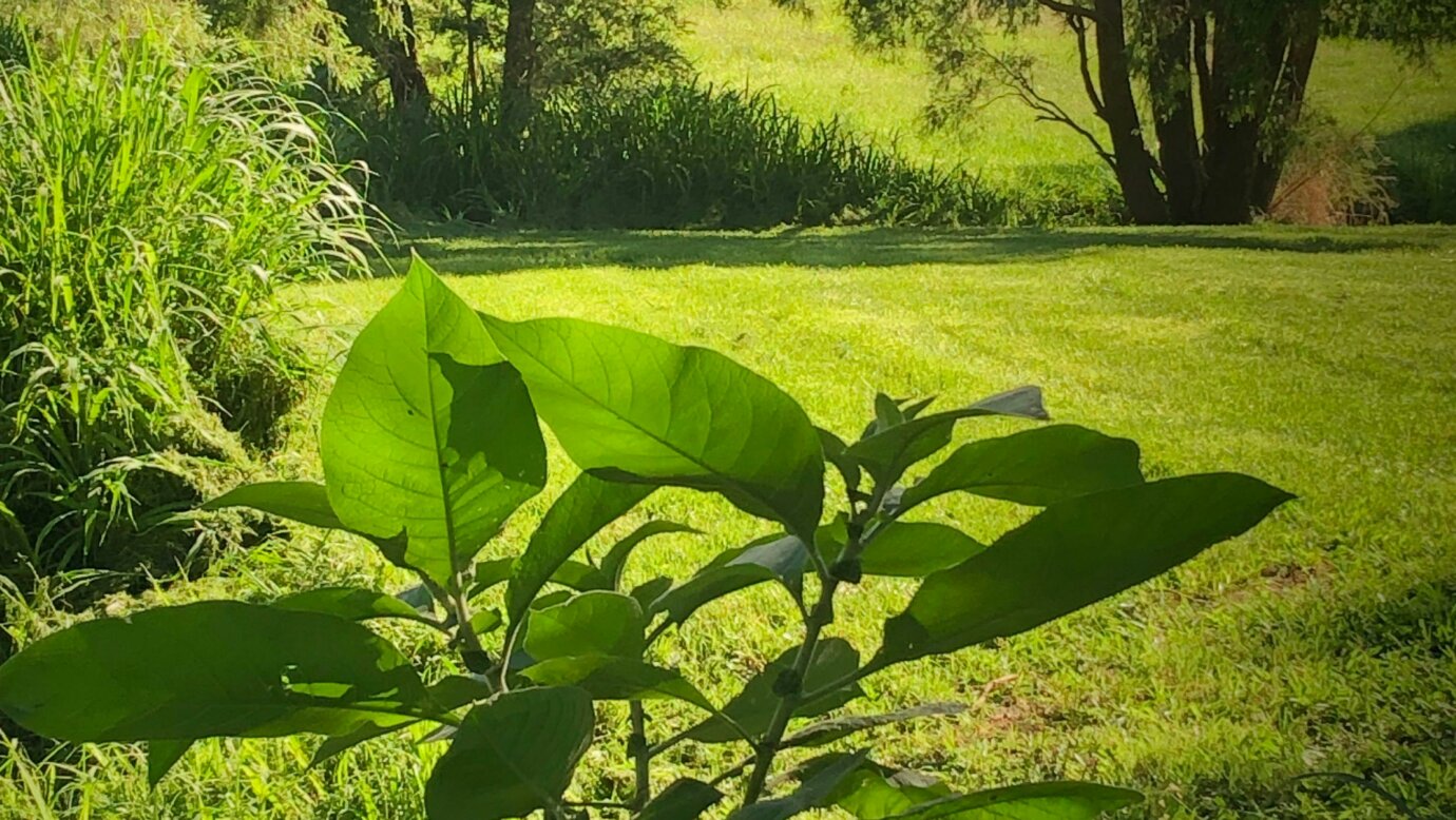 Room to play for the kids at The Reserve campsite