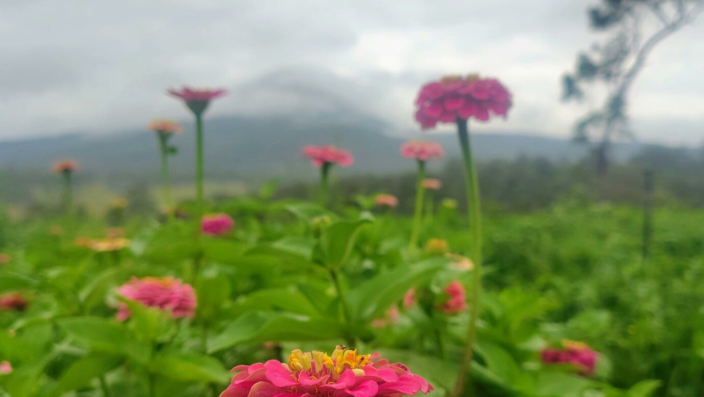 Ellia's Garden flower