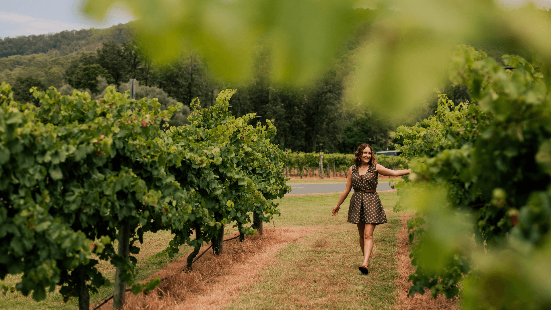 O'Reilly's Canungra Valley Vineyard