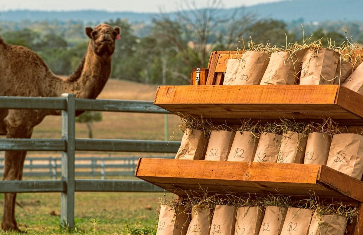 Autumn  Markets - Summer Land Camels