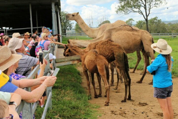 Summer Land Camels