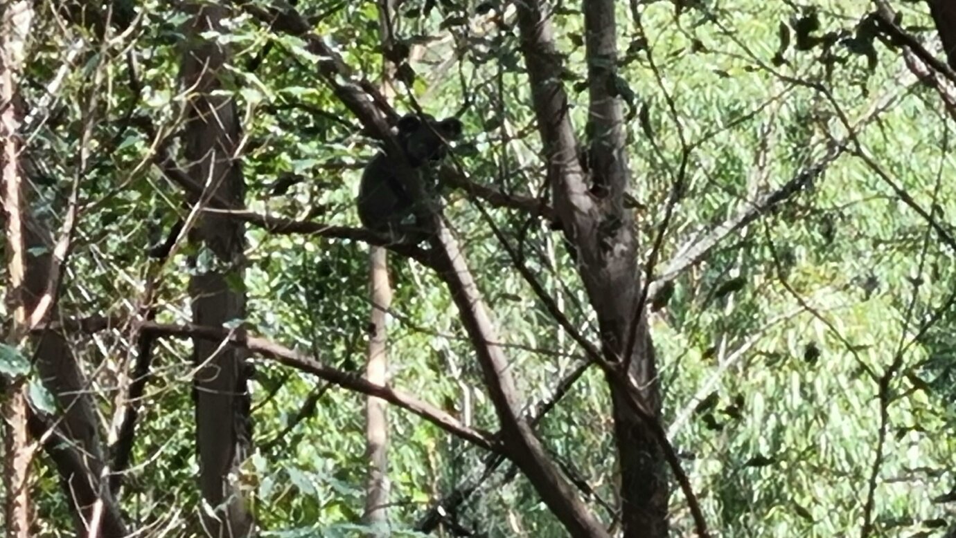 Koala in  tree