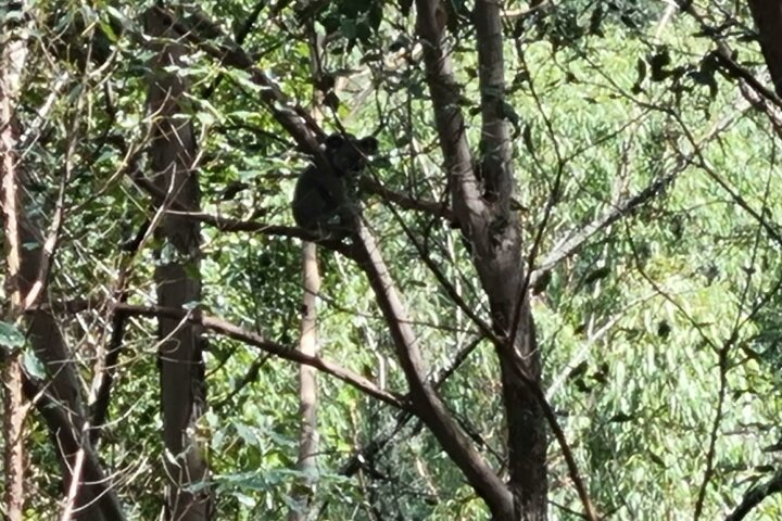 Koala in  tree