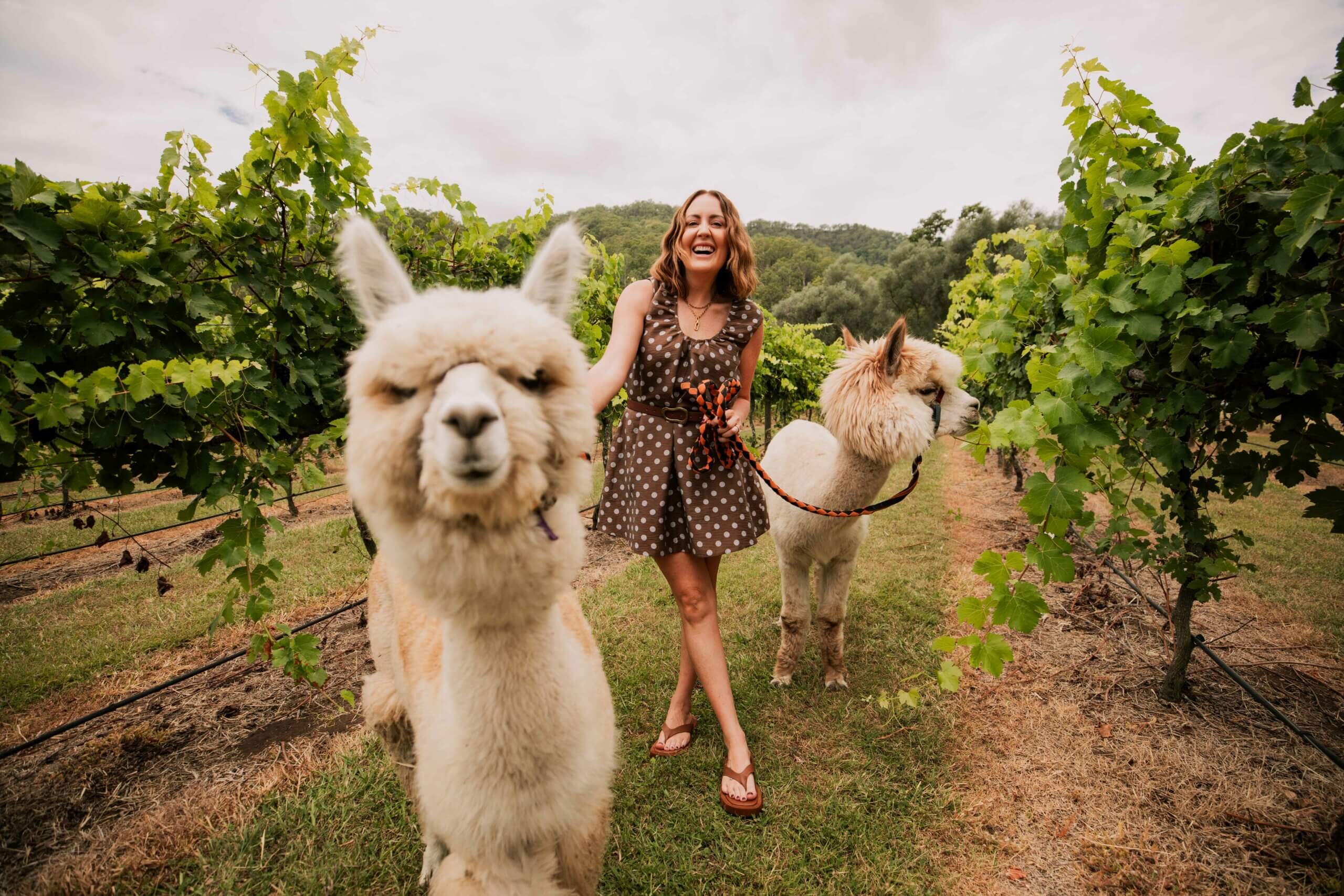 Mountview Alpaca Farm - Boyland and Canungra
