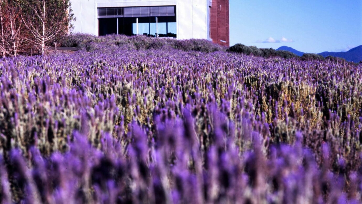 Our restaruant is surrounded in a field of lavender during the winter months.