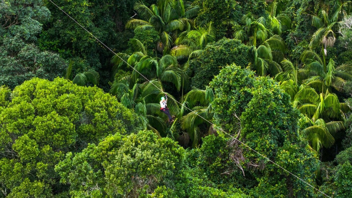 Soar high above lush rainforest at speeds up to 70kmh