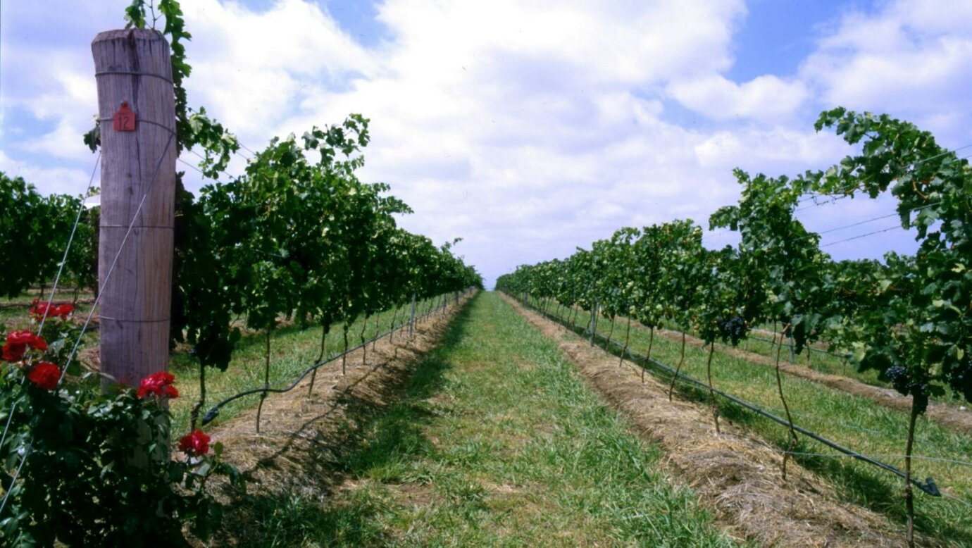 Our vineyard looks amazing during the summer months.