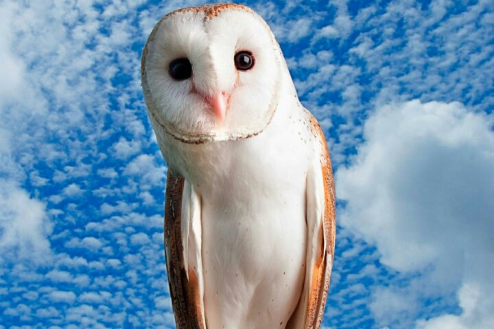 Picture of a barn own to represent activity Birds of Prey Show