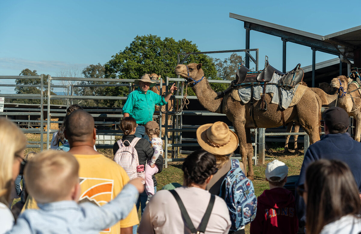 Tour, Taste and Camel Encounter