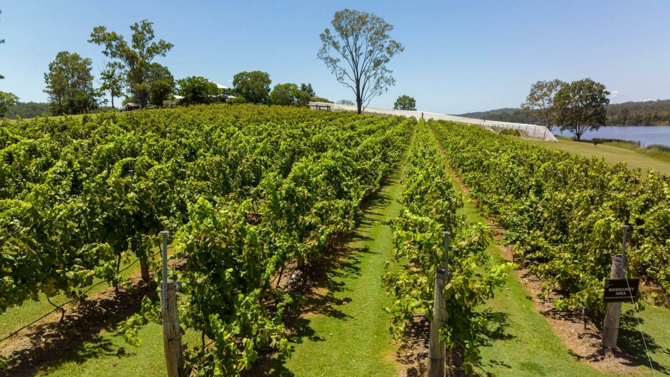 Vineyard