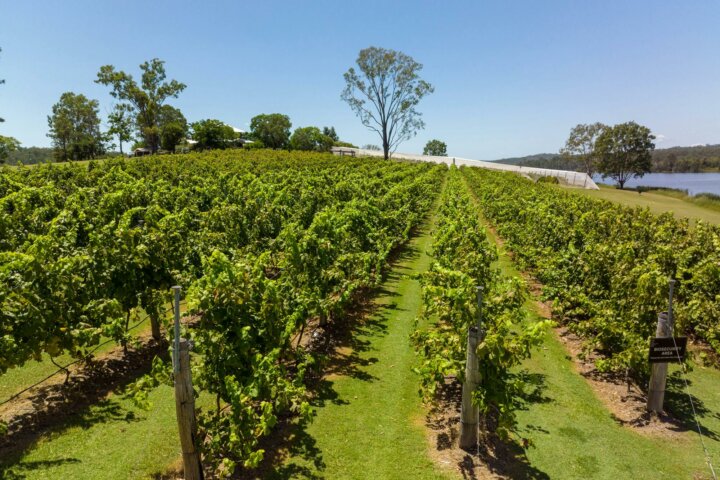 Vineyard