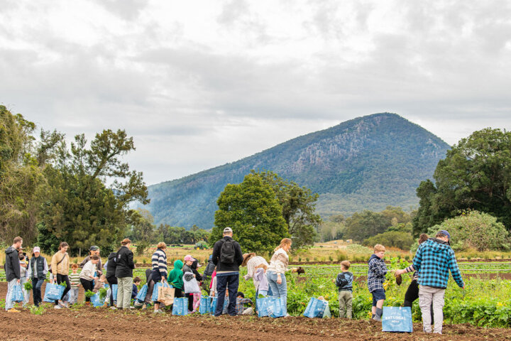 Veggie Picking with the Farmer