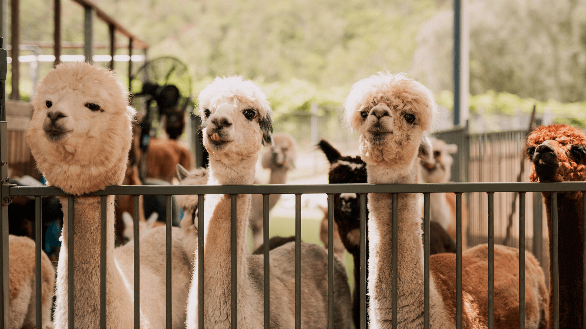 Mountview Alpaca Farm