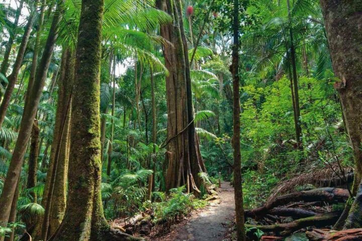 Rainforest walking track amongst tall trees and ferns