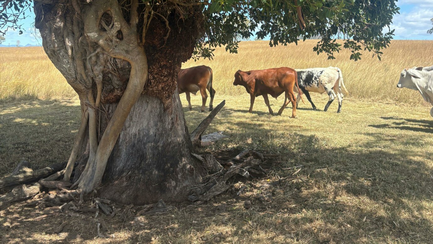 Baytina