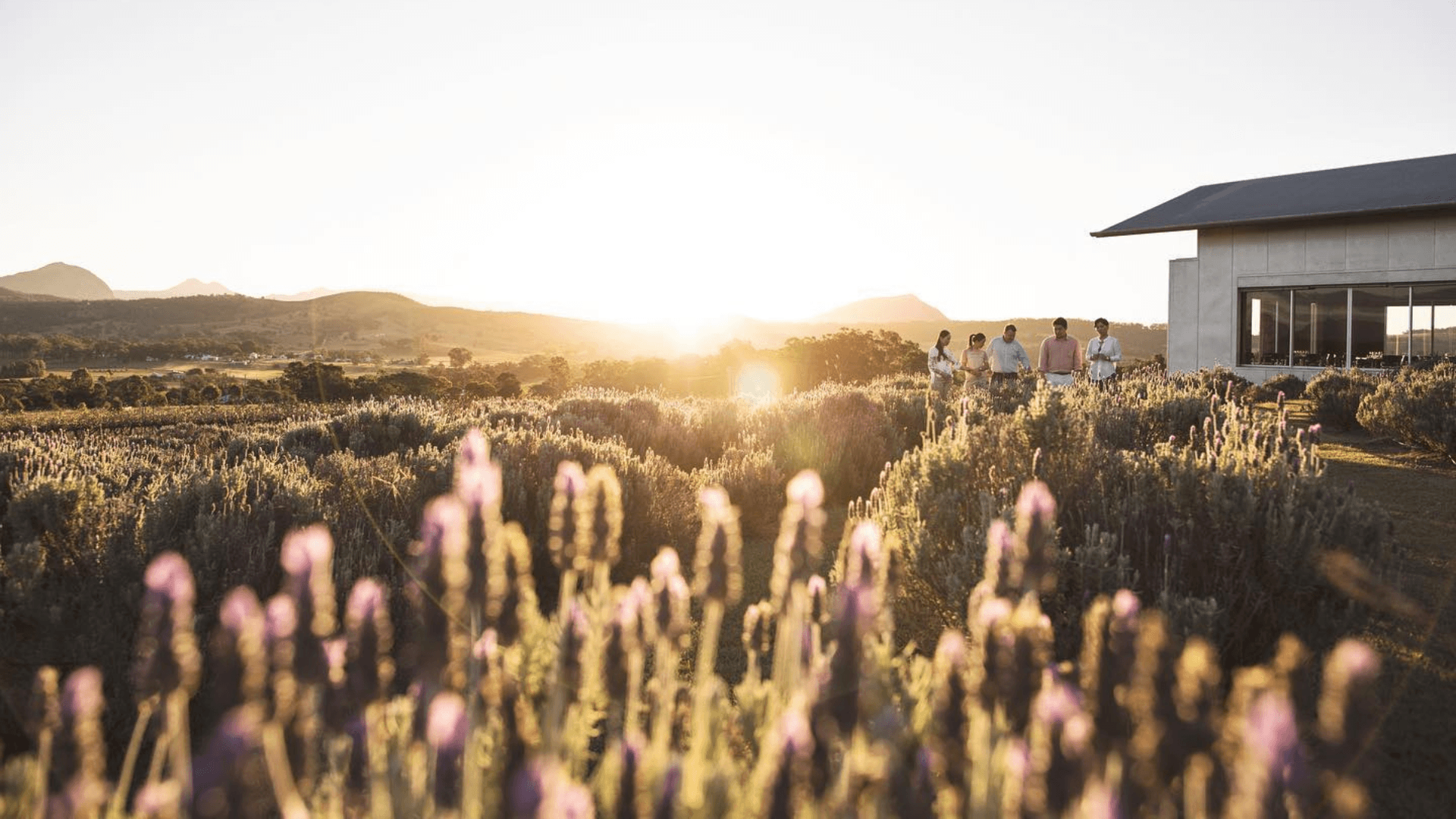 Kooroomba Vineyard and Lavendar Farm, Mount Alford