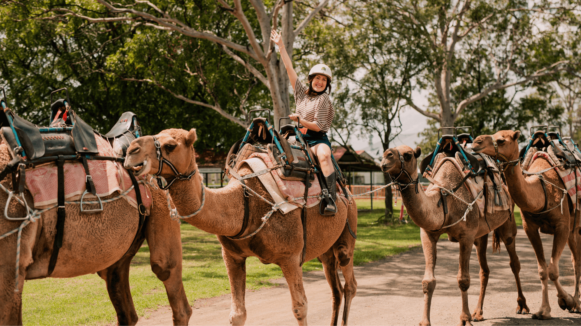 Summer Land Camels, Harrisville
