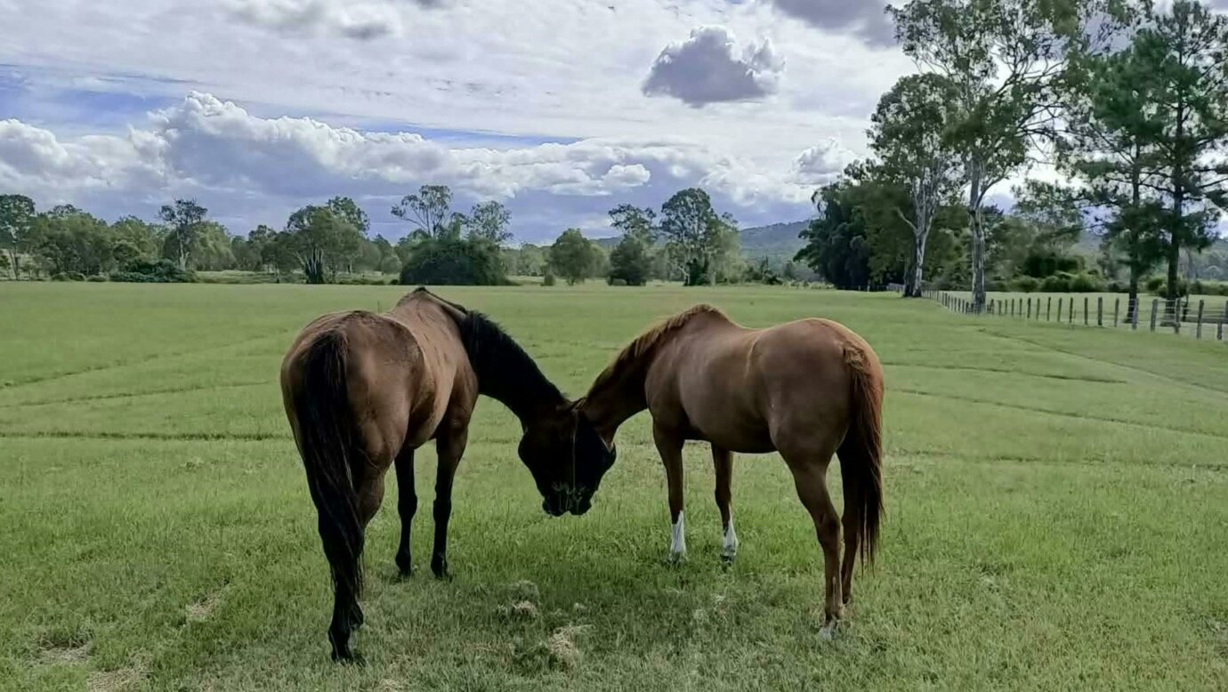 AI Equine Performance