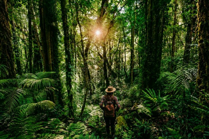 Spring Rainforest Escape Package